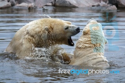 Polar Bear (ursus Maritimus) Stock Photo