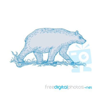 Polar Bear Walking Side Drawing Stock Image