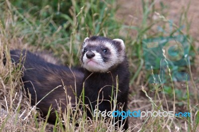 Polecat-coloured Ferret Stock Photo