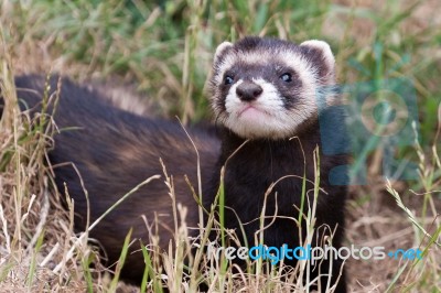 Polecat-coloured Ferret Stock Photo