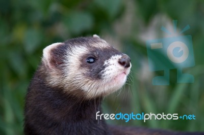 Polecat-coloured Ferret Stock Photo