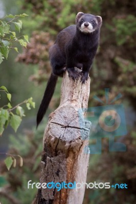 Polecat-coloured Ferret Stock Photo