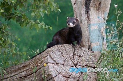 Polecat-coloured Ferret Stock Photo