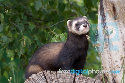 Polecat-coloured Ferret Stock Photo