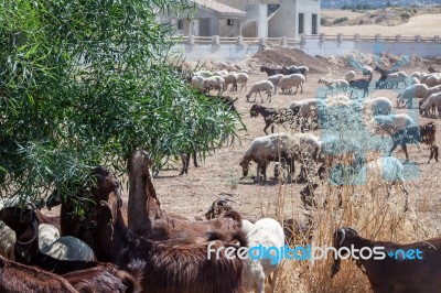 Polis, Cyprus/greece - July 23 : A Herd Of Goats Eating An Olive… Stock Photo