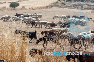 Polis, Cyprus/greece - July 23 : A Herd Of Goats In Polis Cyprus… Stock Photo