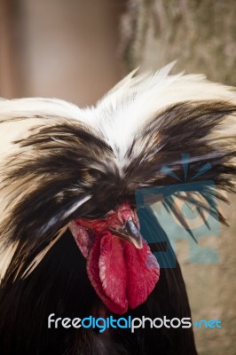 Polish Frizzle Chicken Stock Photo