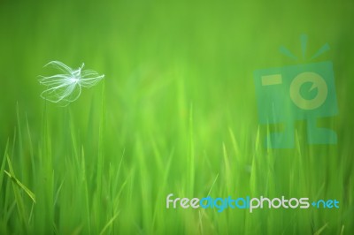 Pollen Of Cattail On Rice Leaf Stock Photo