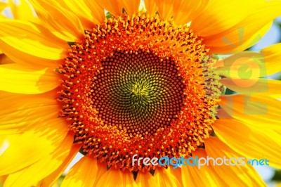 Pollen On A Sunflower Of Nature Stock Photo