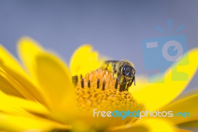 Pollination Stock Photo