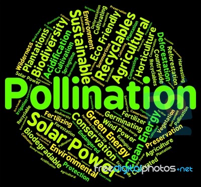 Pollination Word Indicating Breeds Text And Pollinates Stock Image