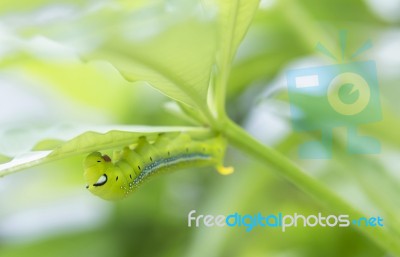 Polyphemus Caterpillar Eating Leaf Stock Photo