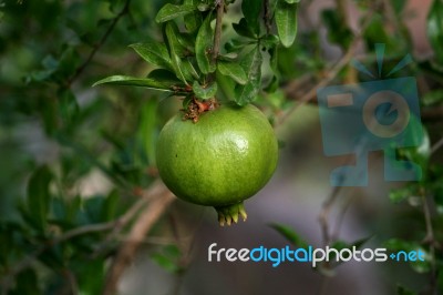 Pomegranate Stock Photo