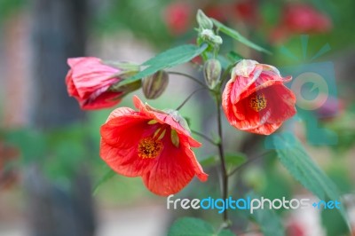 Pomegranate Flower Punica Granatum L Sonoma Valley California Stock Photo