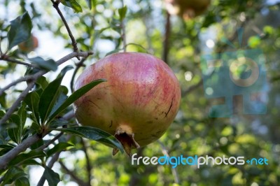 Pomegranate Tree Stock Photo