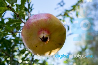 Pomegranate Tree Stock Photo