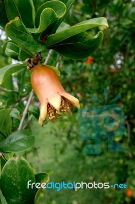 Pomegranate Tree In Benalmadena Stock Photo