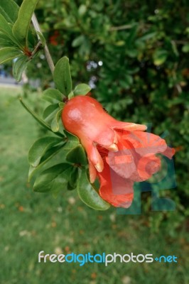 Pomegranate Tree In Benalmadena Stock Photo