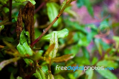 Pomegranate Tree Leaves Stock Photo