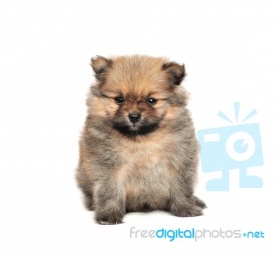 Pomeranian Stock Photo