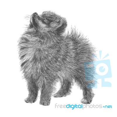 Pomeranian Hand Drawn Stock Image