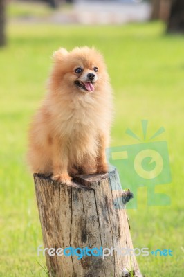 Pomeranian Pupply Dog Sitting On Tree Stump In Green Garden Field Stock Photo