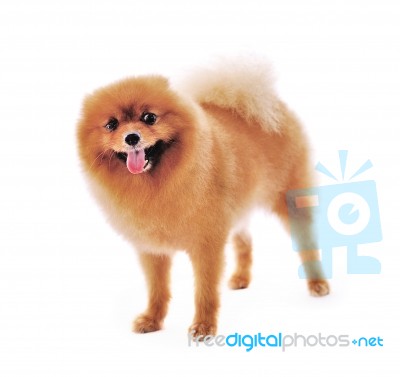 Pomeranian Spitz Dog Stock Photo