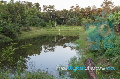 Pond Stock Photo