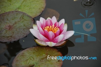 Pond Lily Stock Photo