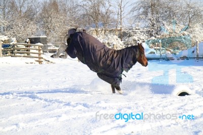 Pony Enjoying The Snow Stock Photo