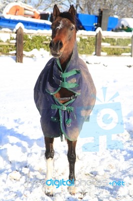 Pony In A Field Of Snow Stock Photo