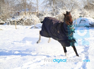 Pony Prancing Around In The Snow Stock Photo