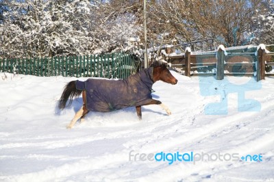 Pony Trotting In The Snow Stock Photo