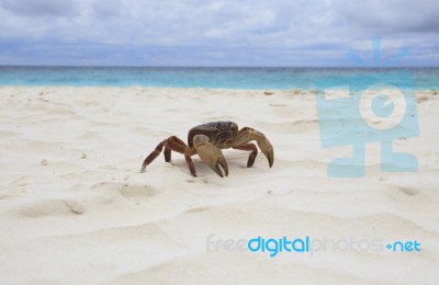 Poo Kai Crab On White Sand Beach Of Tachai Island Similan Nation… Stock Photo