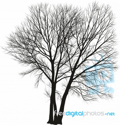 Poplar Tree, Three Trees Stock Image