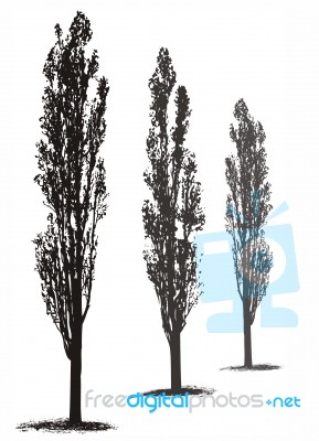 Poplar Trees Stock Image