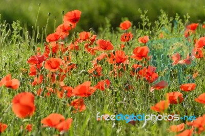 Poppies Stock Photo