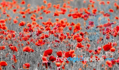 Poppies Stock Photo