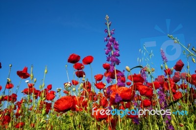 Poppies Stock Photo