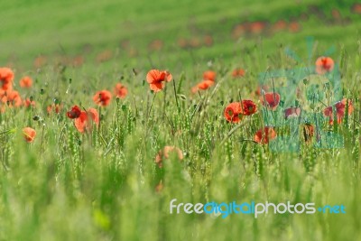 Poppies Stock Photo