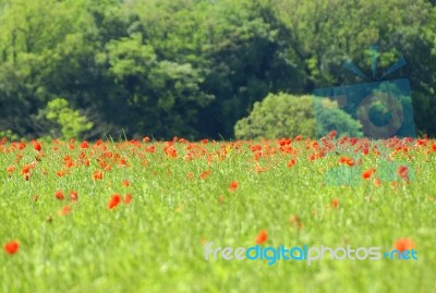 Poppies Stock Photo