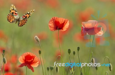 Poppies And Butterfly Stock Photo