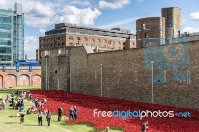 Poppies At The Tower Of London Stock Photo