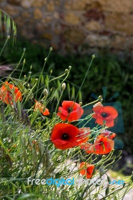 Poppies Flowering Along The Roadside In Val D'orcia Tuscany Stock Photo