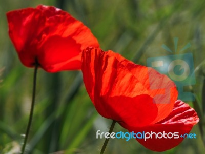 Poppies Flowering In Ronda Spain Stock Photo