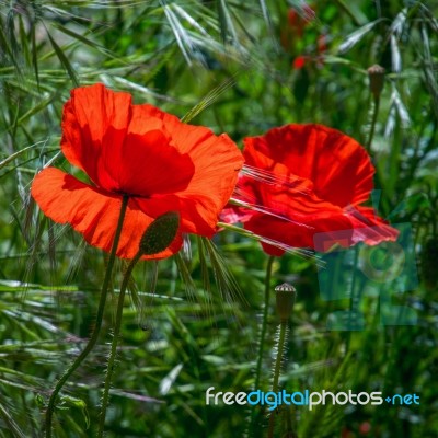 Poppies Flowering In Ronda Spain Stock Photo