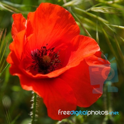 Poppies Flowering In Ronda Spain Stock Photo