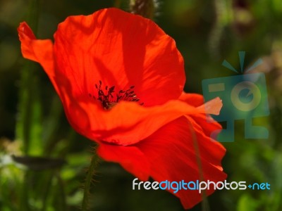 Poppies Flowering In Ronda Spain Stock Photo