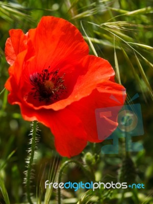 Poppies Flowering In Ronda Spain Stock Photo