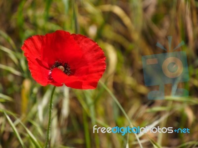 Poppies Flowering In Ronda Spain Stock Photo